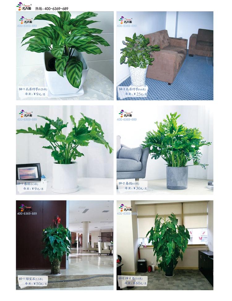 鄭州花卉綠植一站式服務(wù) 租賃與批發(fā)，價格優(yōu)品種全